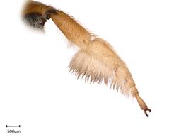   Megachile perihirta nbsp;front leg, photo: Colleen Meidt
